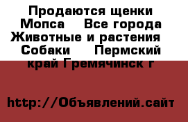 Продаются щенки Мопса. - Все города Животные и растения » Собаки   . Пермский край,Гремячинск г.